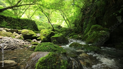 苔に覆われた緑豊かな渓流（東京奥多摩の海澤の三滝） 右スライド