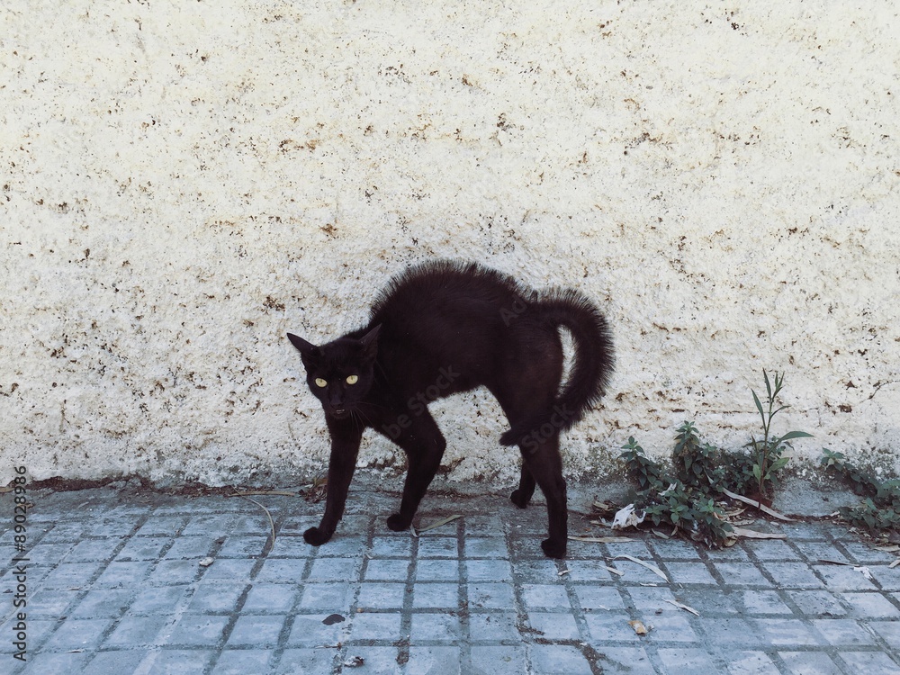 Wall Mural beautiful black cat scared someone and went into punk mode