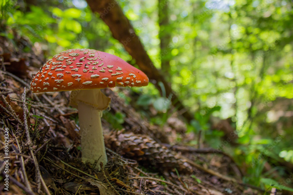 Amanita muscaria, a poisonous mushroom in a forest Amanita muscaria, a poisonous mushroom in a forest