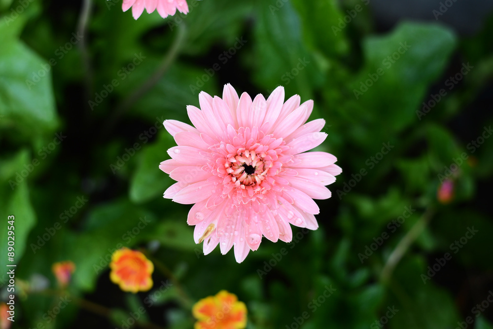 Obraz premium gerbera and daisie