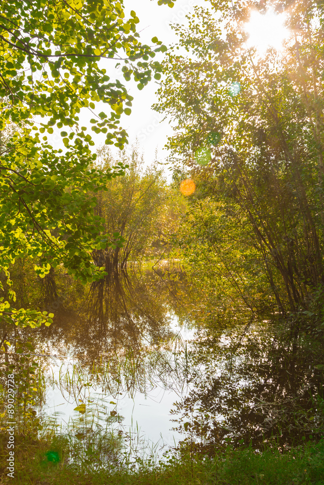 Fototapeta premium Forest Lake