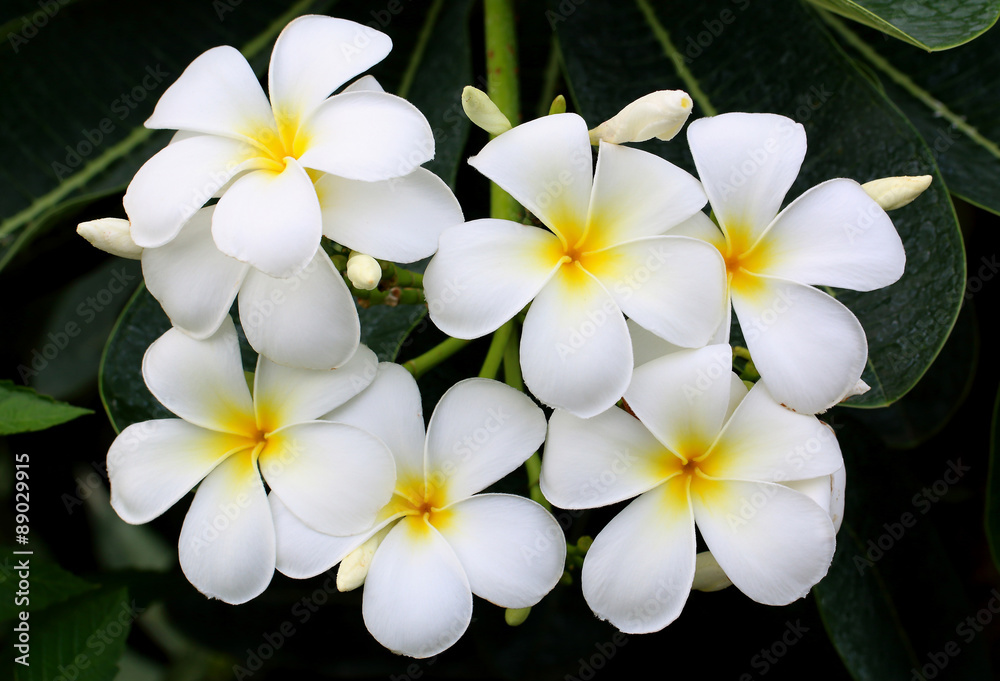 Frangipanis or plumeria in a natural environment, including leaves. Frangipanis or plumeria in a natural environment, including leaves.