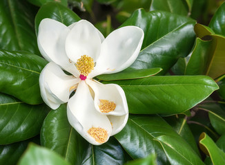 Keuken achterwand Magnolia Zuidelijke witte magnolia in bloei  © leekris