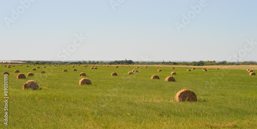 hay on field