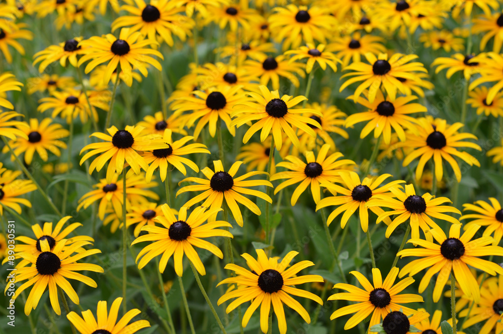 field of yellow daisies field of yellow daisies