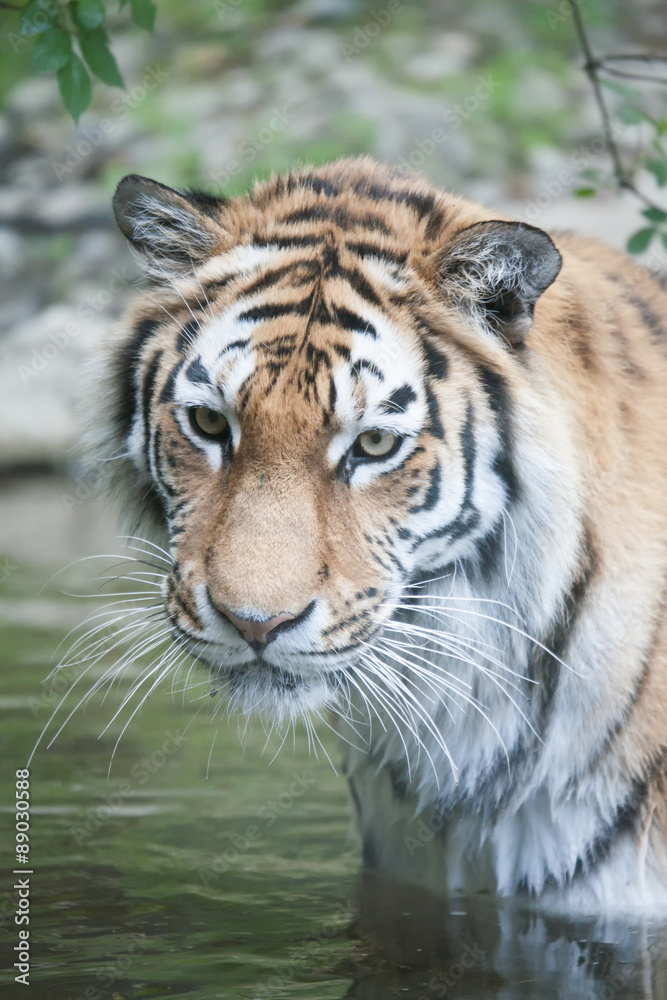 Obraz premium Tiger Nurejev