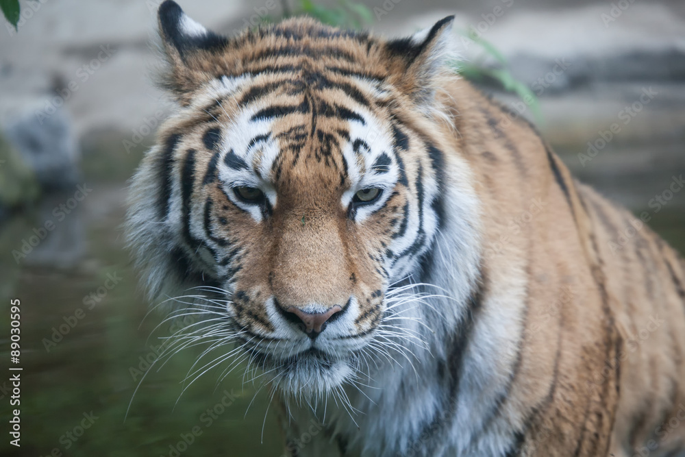 Tiger Nurejev Tiger Nurejev