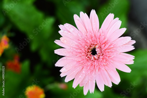 gerbera and daisie