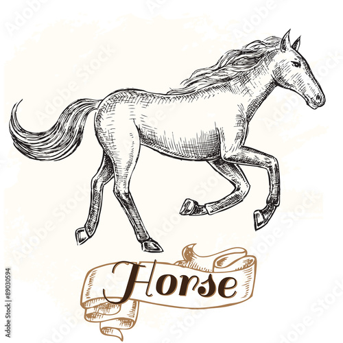 hand drawn horse