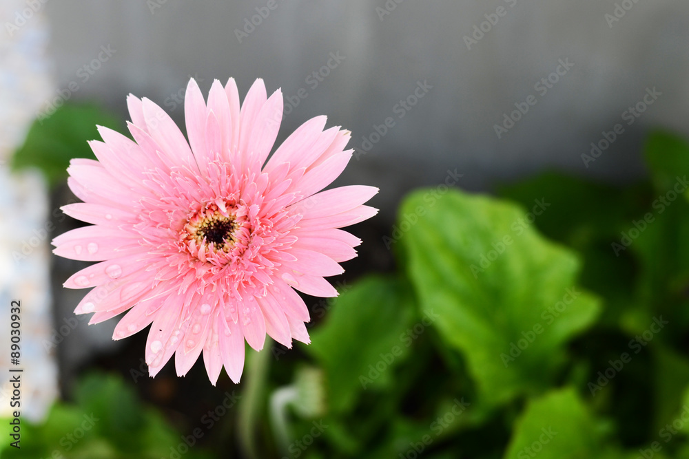 Obraz premium gerbera and daisie