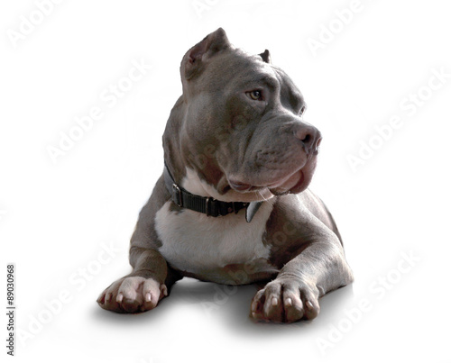 Foto pitbull dog