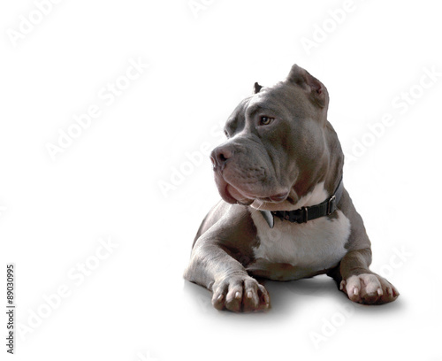 Obraz na płótnie pitbull dog