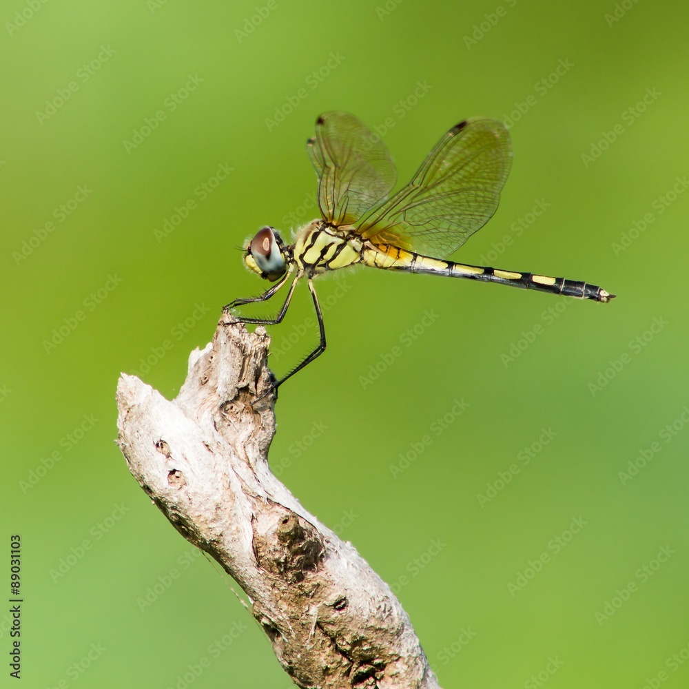 Dragonfly on stump Dragonfly on stump