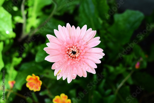 gerbera and daisie