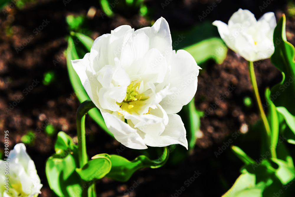 One white tulip One white tulip