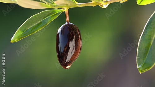 Oil dripping from olive berry. Nature on the background. photo
