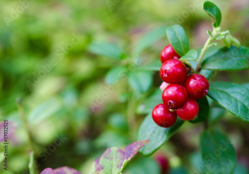 Cowberry on branches