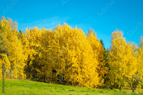 Bright yellow autumn forest