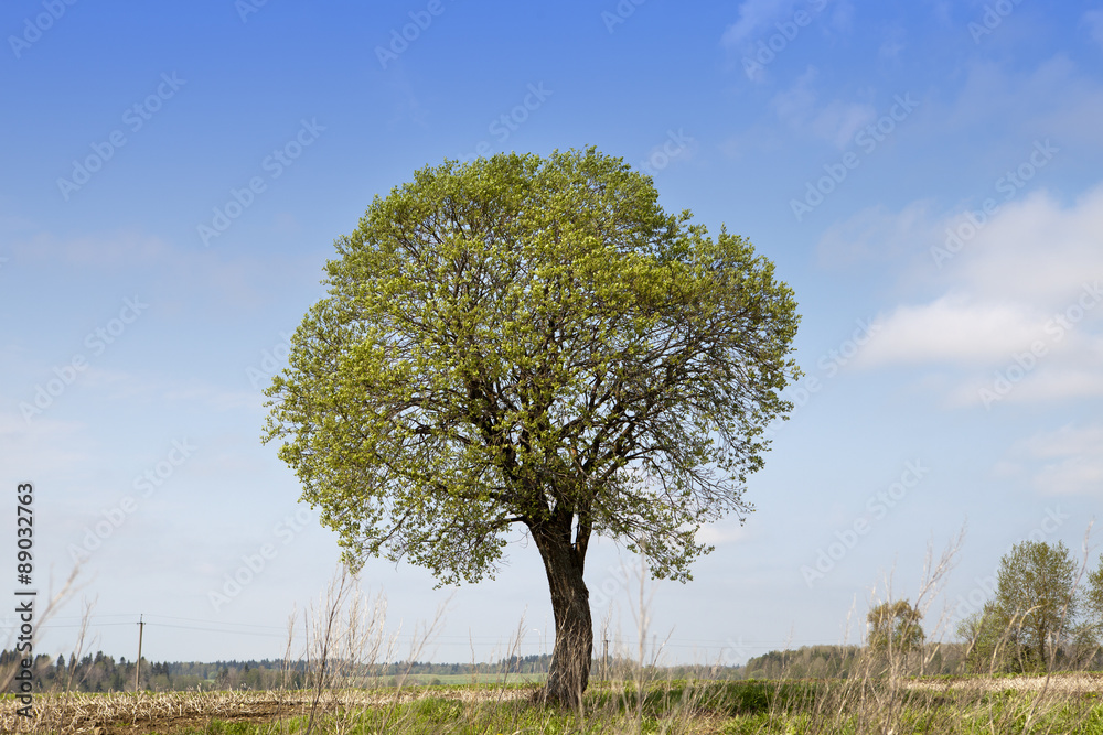 Tree in the field..