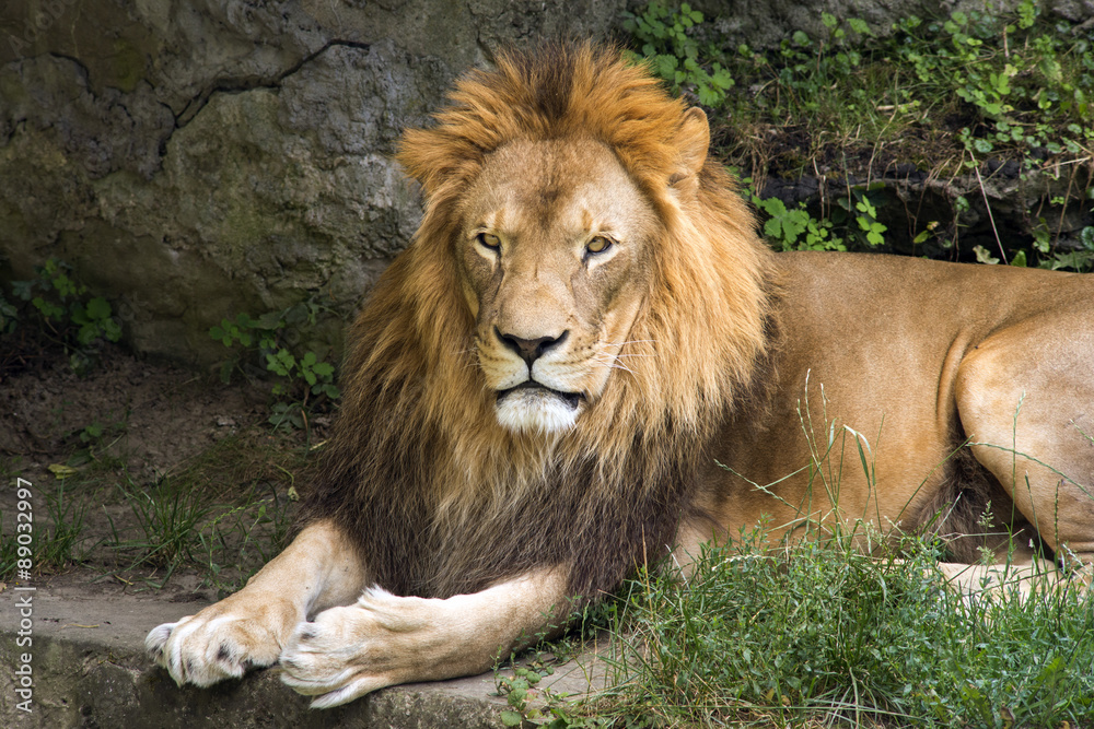 lion male lion male
