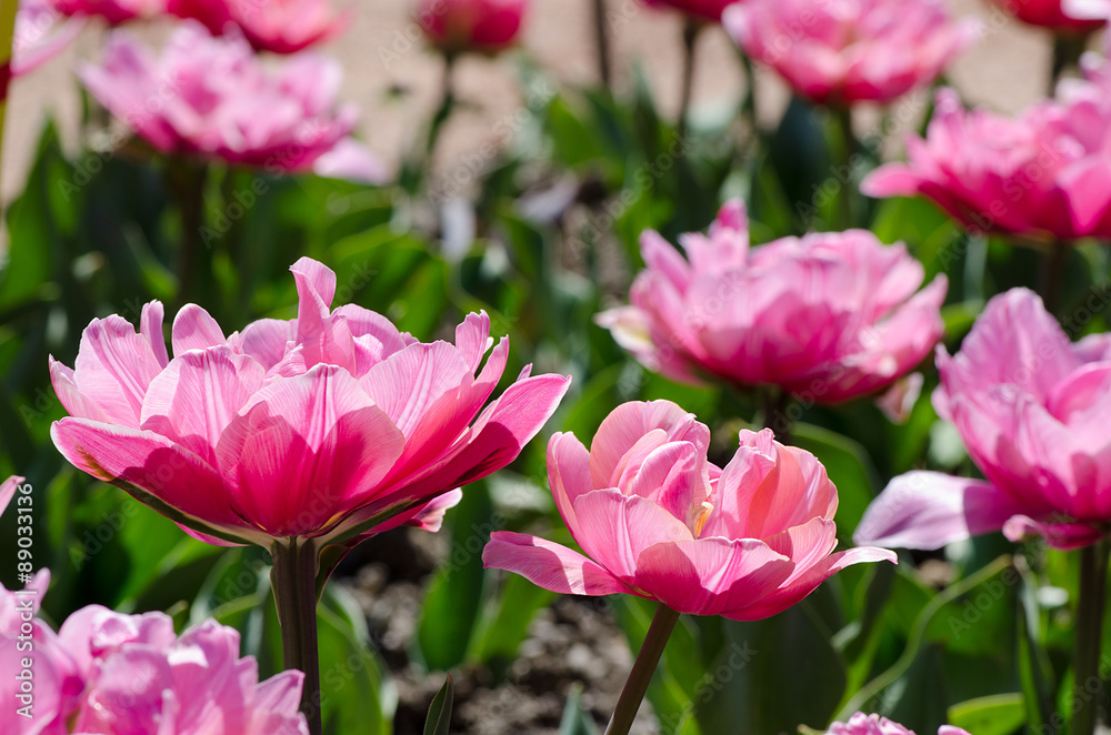 bright pink tulips in the garden