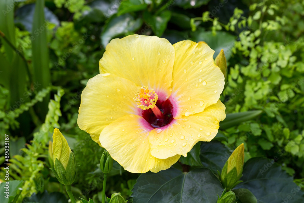 Yellow hibiscus Yellow hibiscus