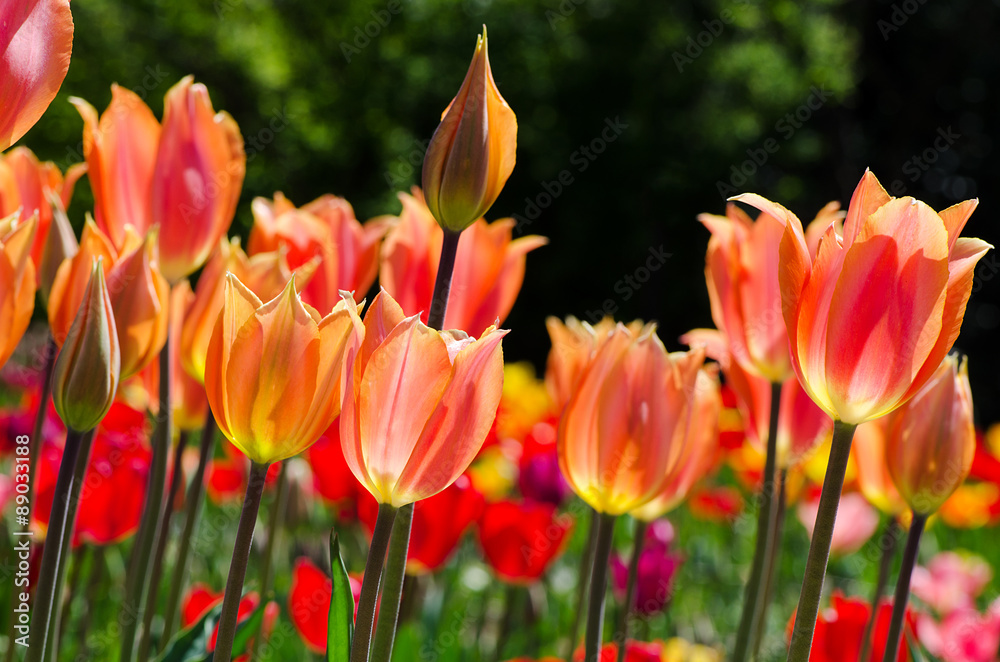 pink and orange tulips