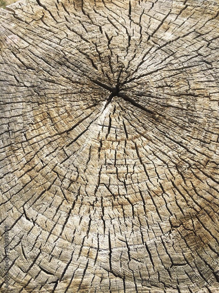 Fototapeta premium cracked wood