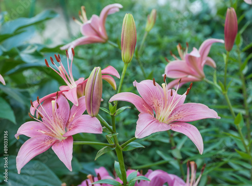 Pink lilies outdoors