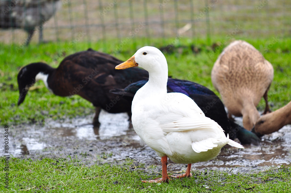 Obraz premium White duck standing in a farm