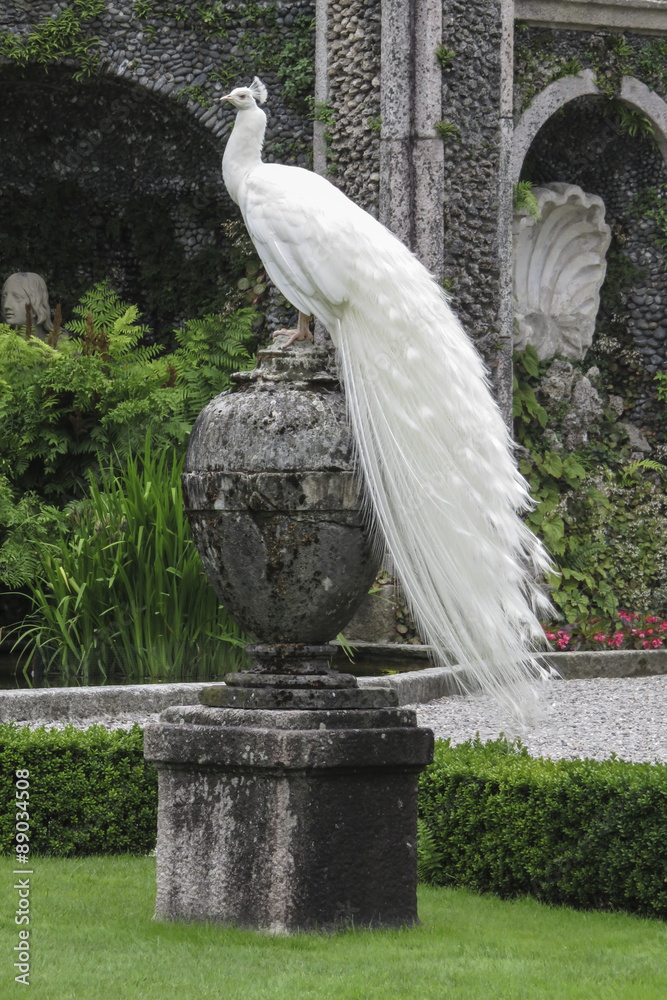 Obraz premium Paon blanc