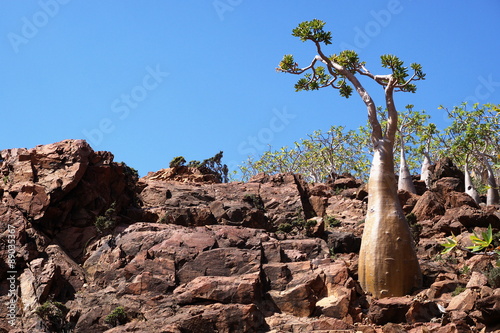 Desert Rose (Adenium obesum), Socotra Island