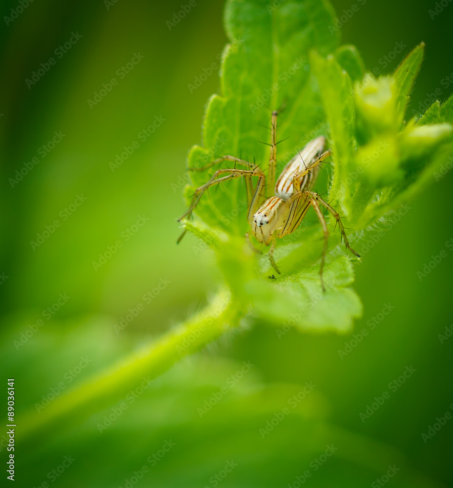 Naklejka premium spider