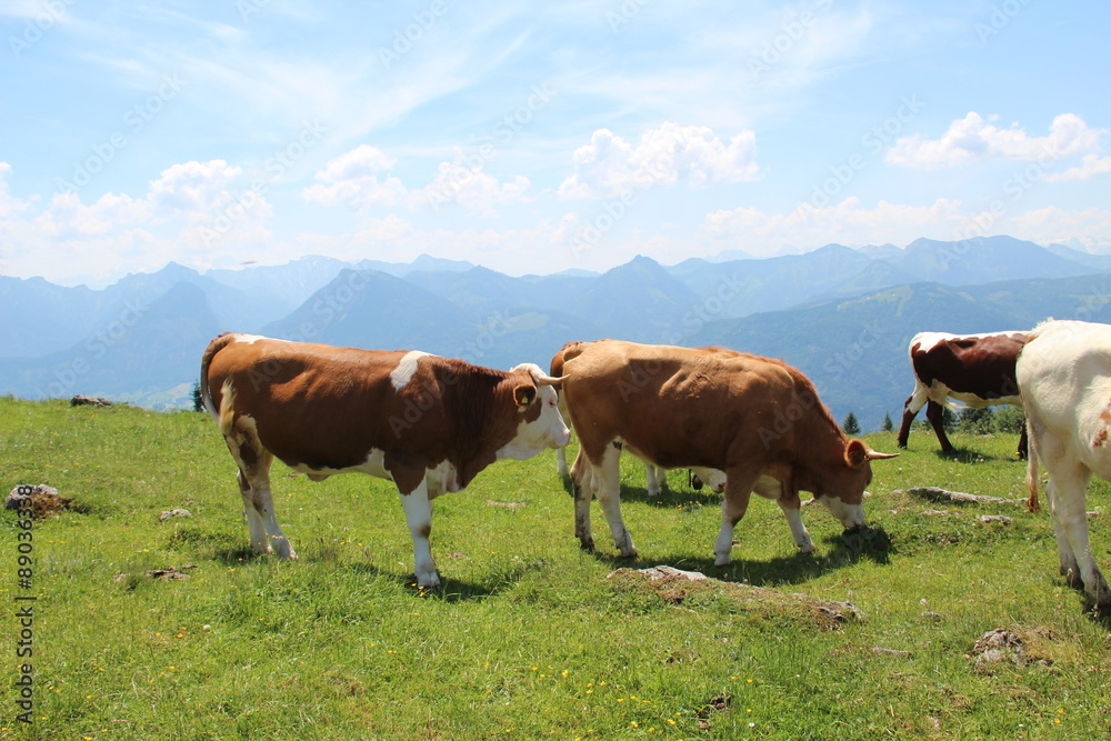 Cows graze on the Alpine meadows Cows graze on the Alpine meadows