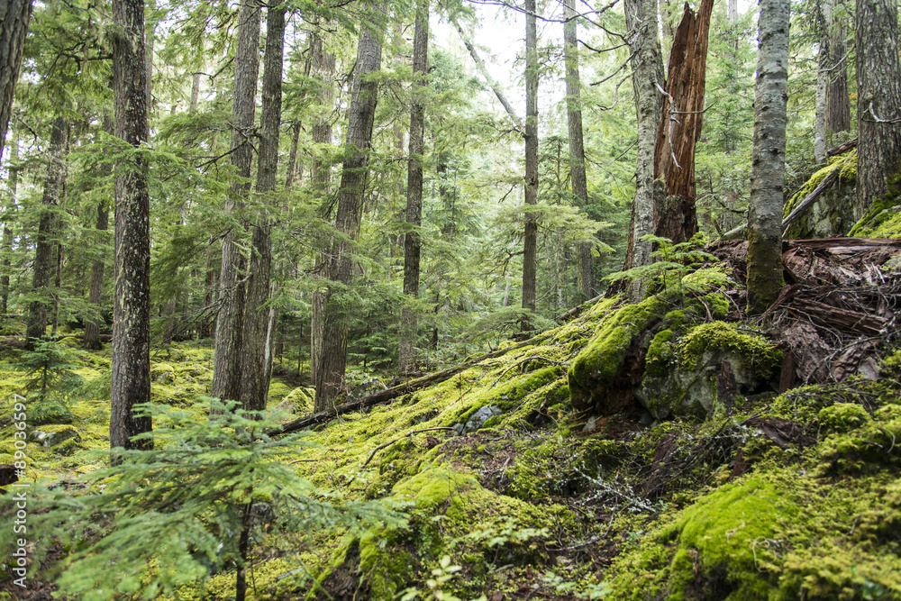 Fototapeta premium Green Forest