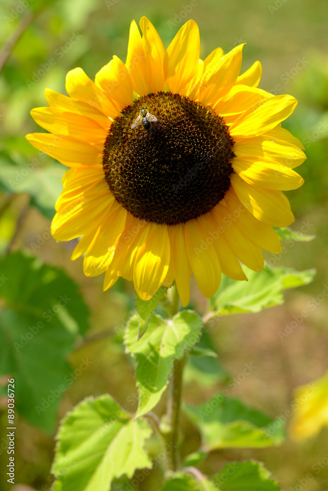 Obraz premium Sonnenblume