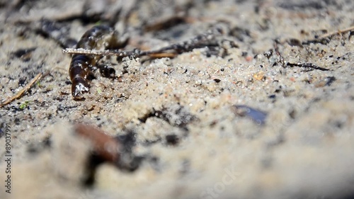 Larvae of water beetles Dytiscus persicus. The larva of the beetle crawls pupate photo