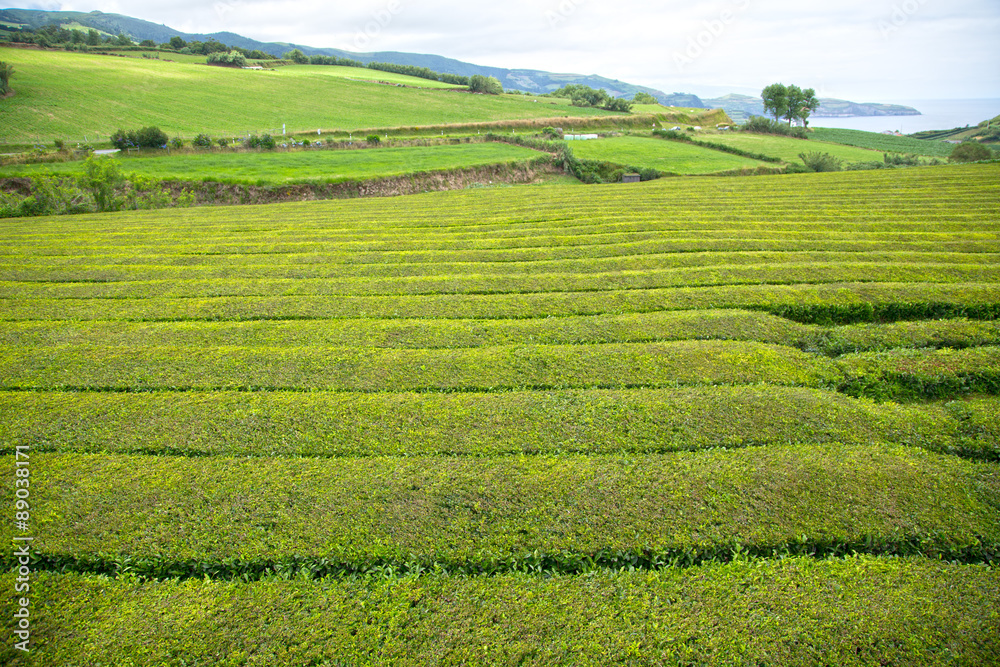 Tea plantation