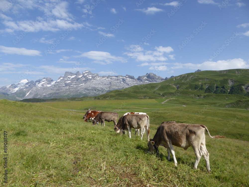 Summer in Swiss Mountains