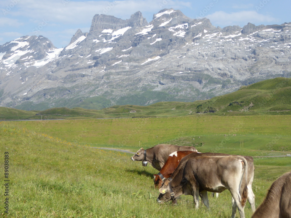 Summer in Swiss Mountains