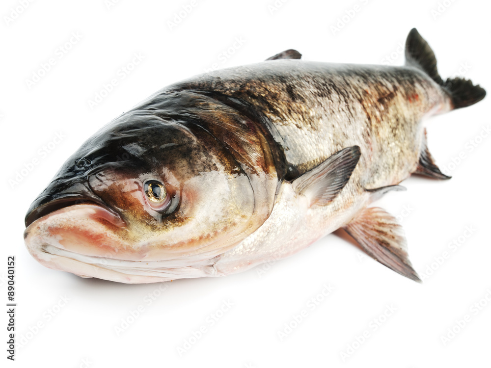 Bighead carp Bighead carp