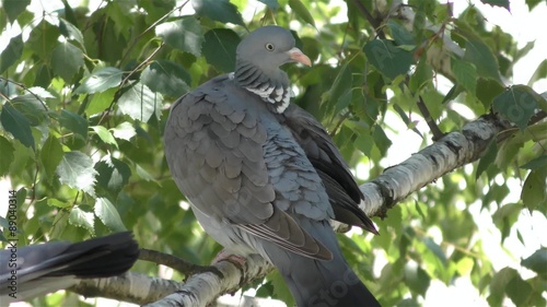 Pigeon bird in 4k UHD 2160