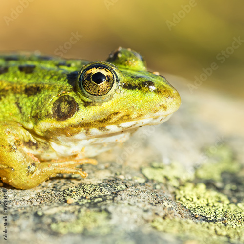 Common frog (Pelophylax perezi)