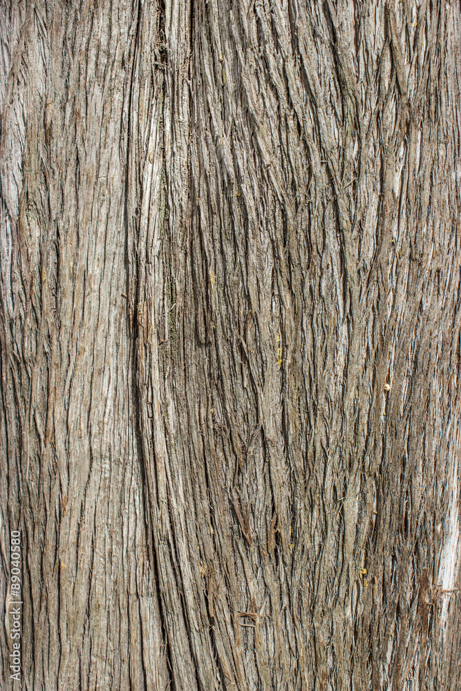 background / Texture of the bark of a tree background / Texture of the bark of a tree