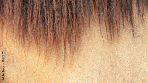Obraz na plátně Skin and coat of the horse