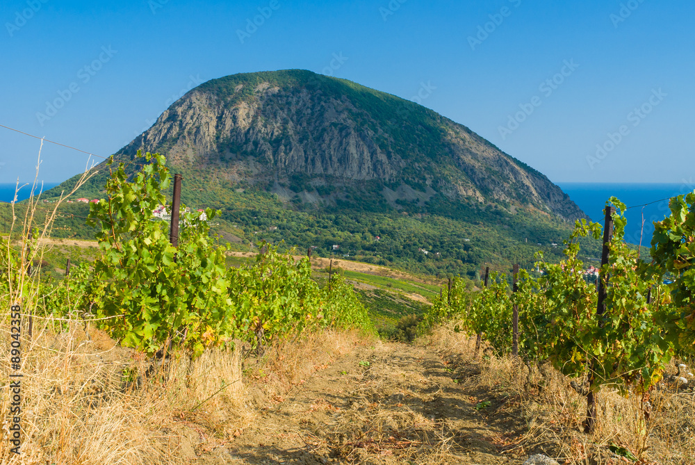 View from neglected vineyard  on a Bear (Ayu-Dag) mountain near Gurzuf resort in Crimean peninsula