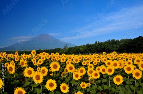 富士山とひまわり