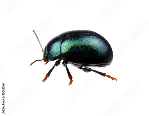 Green beetle