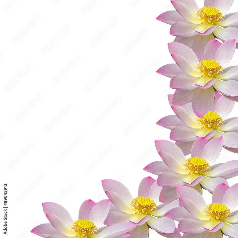 Pink, white, yellow nuphar flowers, water-lily, pond-lily, spatterdock, Nelumbo nucifera, also known as Indian lotus, sacred lotus, bean of India, lotus. Pink, white, yellow nuphar flowers, water-lily, pond-lily, spatterdock, Nelumbo nucifera, also known as Indian lotus, sacred lotus, bean of India, lotus.