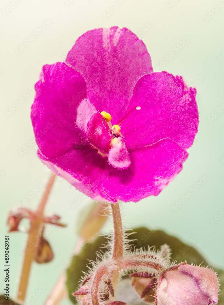 Obraz premium Violet Saintpaulias flowers, commonly known as African violets, Parma violets, close up